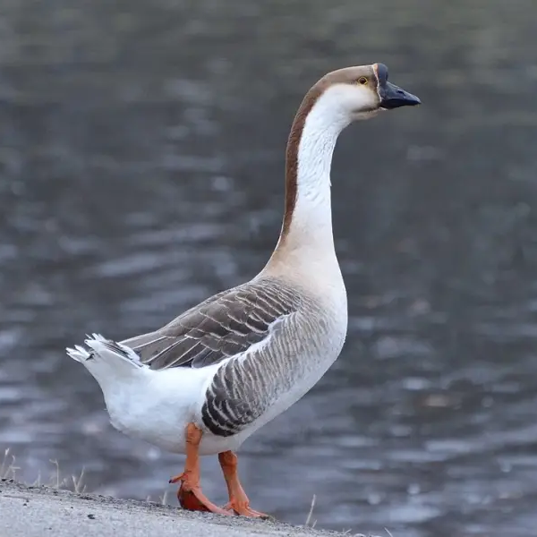 Goose Whole