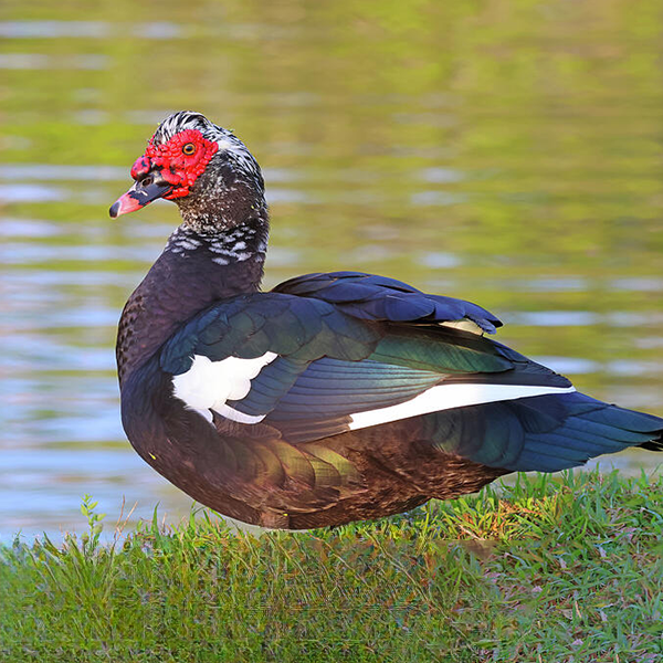 China Duck Whole